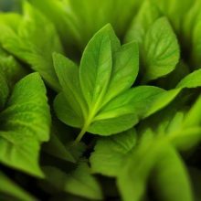 Fresh green garden vegetables